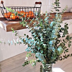 Eucalyptus Variety Bundle - Spring Home Accent Piece